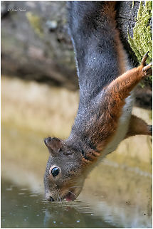 Red squirrel - Sciurus vulgaris  Animalia,Chordata,Eurasian Red Squirrel,Europe,Geotagged,Lower Carniola,Mammalia,Red squirrel,Rodentia,Sciuridae,Sciurus vulgaris,Slovenia,Summer,Wildlife