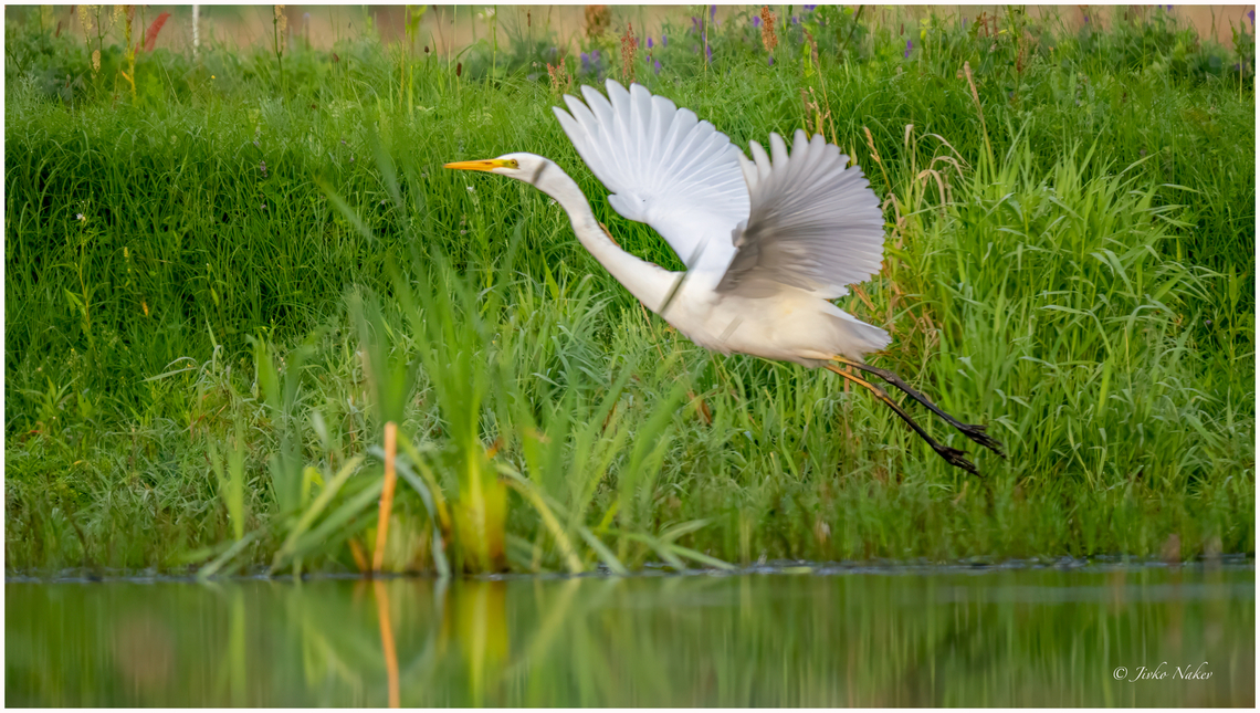 Great egret - Ardea alba  Animalia,Ardea alba,Ardeidae,Aves,Chordata,Europe,Geotagged,Great egret,Klaipeda apskritis,Lithuania,Nemunas Delta,Pelecaniformes,Summer,Wildlife