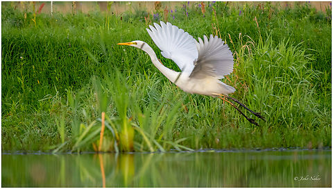 Great egret - Ardea alba  Animalia,Ardea alba,Ardeidae,Aves,Chordata,Europe,Geotagged,Great egret,Klaipeda apskritis,Lithuania,Nemunas Delta,Pelecaniformes,Summer,Wildlife
