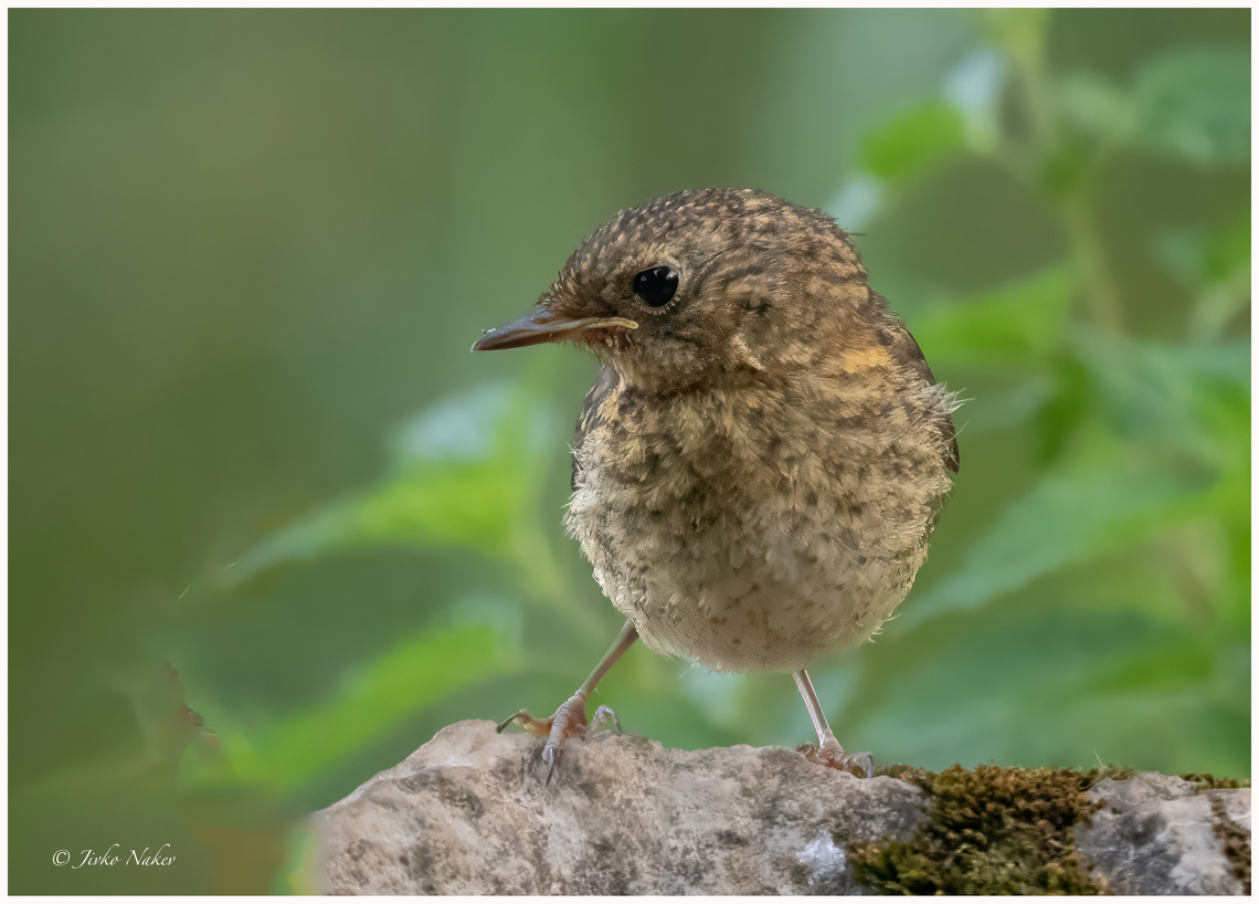 European robin juvenile - Erithacus rubecula  Animalia,Aves,Chordata,Erithacus rubecula,Europe,European robin,Geotagged,Lower Carniola,Muscicapidae,Passeriformes,Passerine,Slovenia,Summer,Wildlife