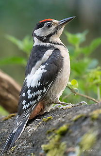Great spotted woodpecker - Dendrocopos major  Animalia,Aves,Chordata,Dendrocopos major,Europe,Geotagged,Great spotted woodpecker,Lower Carniola,Picidae,Piciformes,Slovenia,Summer,Wildlife