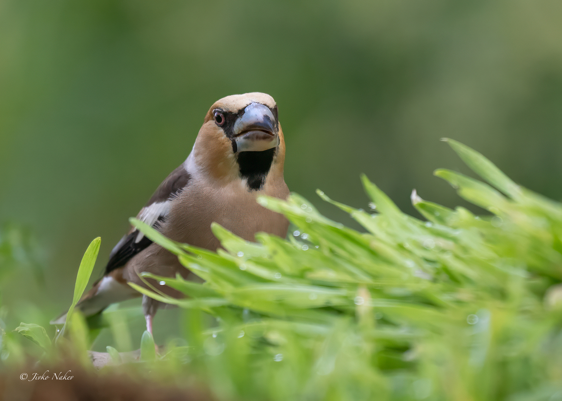 Hawfinch - Coccothraustes coccothraustes  Animalia,Aves,Chordata,Coccothraustes coccothraustes,Finch,Fringillidae,Geotagged,Hawfinch,Passeriformes,Passerine,Slovenia,Summer,Wildlife