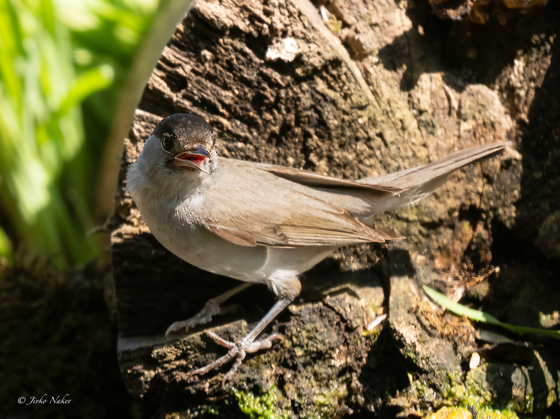 Eurasian blackcap - Sylvia atricapilla <figure class="photo"><a href="https://www.jungledragon.com/image/155552/eurasian_blackcap_juvenile-_sylvia_atricapilla.html" title="Eurasian blackcap juvenile- Sylvia atricapilla"><img src="https://s3.amazonaws.com/media.jungledragon.com/images/1332/155552_thumb.jpg?AWSAccessKeyId=05GMT0V3GWVNE7GGM1R2&Expires=1767225610&Signature=PXfQ%2BO9TC%2Fl3fxUz9URlwSqX6Ck%3D" width="200" height="150" alt="Eurasian blackcap juvenile- Sylvia atricapilla After bath<br />
https://www.jungledragon.com/image/155551/eurasian_blackcap_-_sylvia_atricapilla.html Animalia,Aves,Blackcap,Chordata,Eurasian blackcap,Europe,Geotagged,Lower Carniola,Passeriformes,Passerine,Slovenia,Summer,Sylvia atricapilla,Sylviidae,Wildlife" /></a></figure> Animalia,Aves,Blackcap,Chordata,Eurasian blackcap,Europe,Geotagged,Lower Carniola,Passeriformes,Passerine,Slovenia,Summer,Sylvia atricapilla,Sylviidae,Wildlife