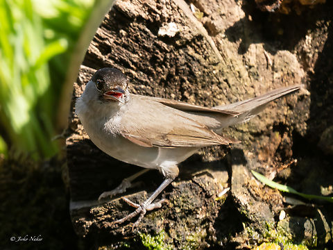 Eurasian blackcap - Sylvia atricapilla https://www.jungledragon.com/image/155552/eurasian_blackcap_juvenile-_sylvia_atricapilla.html Animalia,Aves,Blackcap,Chordata,Eurasian blackcap,Europe,Geotagged,Lower Carniola,Passeriformes,Passerine,Slovenia,Summer,Sylvia atricapilla,Sylviidae,Wildlife