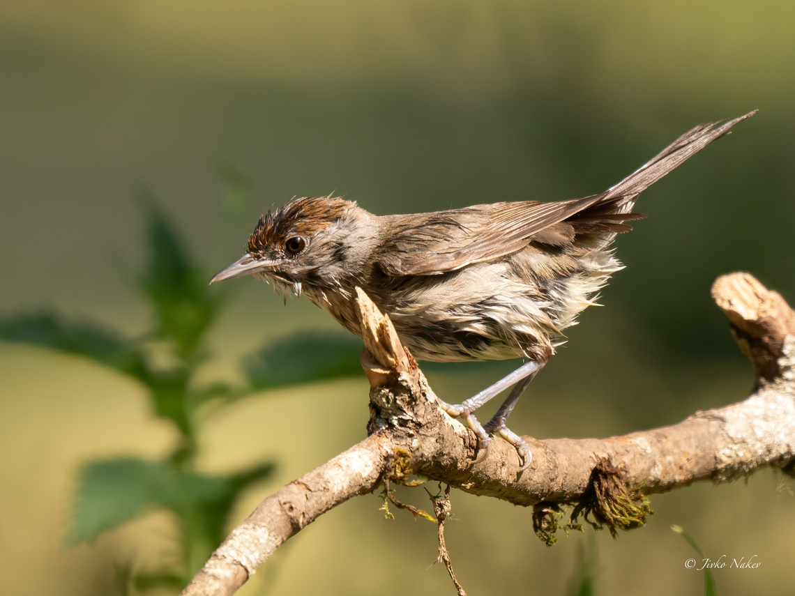 Eurasian blackcap juvenile- Sylvia atricapilla After bath<br />
<figure class="photo"><a href="https://www.jungledragon.com/image/155551/eurasian_blackcap_-_sylvia_atricapilla.html" title="Eurasian blackcap - Sylvia atricapilla"><img src="https://s3.amazonaws.com/media.jungledragon.com/images/1332/155551_thumb.jpg?AWSAccessKeyId=05GMT0V3GWVNE7GGM1R2&Expires=1767225610&Signature=jGVCmg418rEOkICavXsBkhMVwhM%3D" width="200" height="150" alt="Eurasian blackcap - Sylvia atricapilla https://www.jungledragon.com/image/155552/eurasian_blackcap_juvenile-_sylvia_atricapilla.html Animalia,Aves,Blackcap,Chordata,Eurasian blackcap,Europe,Geotagged,Lower Carniola,Passeriformes,Passerine,Slovenia,Summer,Sylvia atricapilla,Sylviidae,Wildlife" /></a></figure> Animalia,Aves,Blackcap,Chordata,Eurasian blackcap,Europe,Geotagged,Lower Carniola,Passeriformes,Passerine,Slovenia,Summer,Sylvia atricapilla,Sylviidae,Wildlife