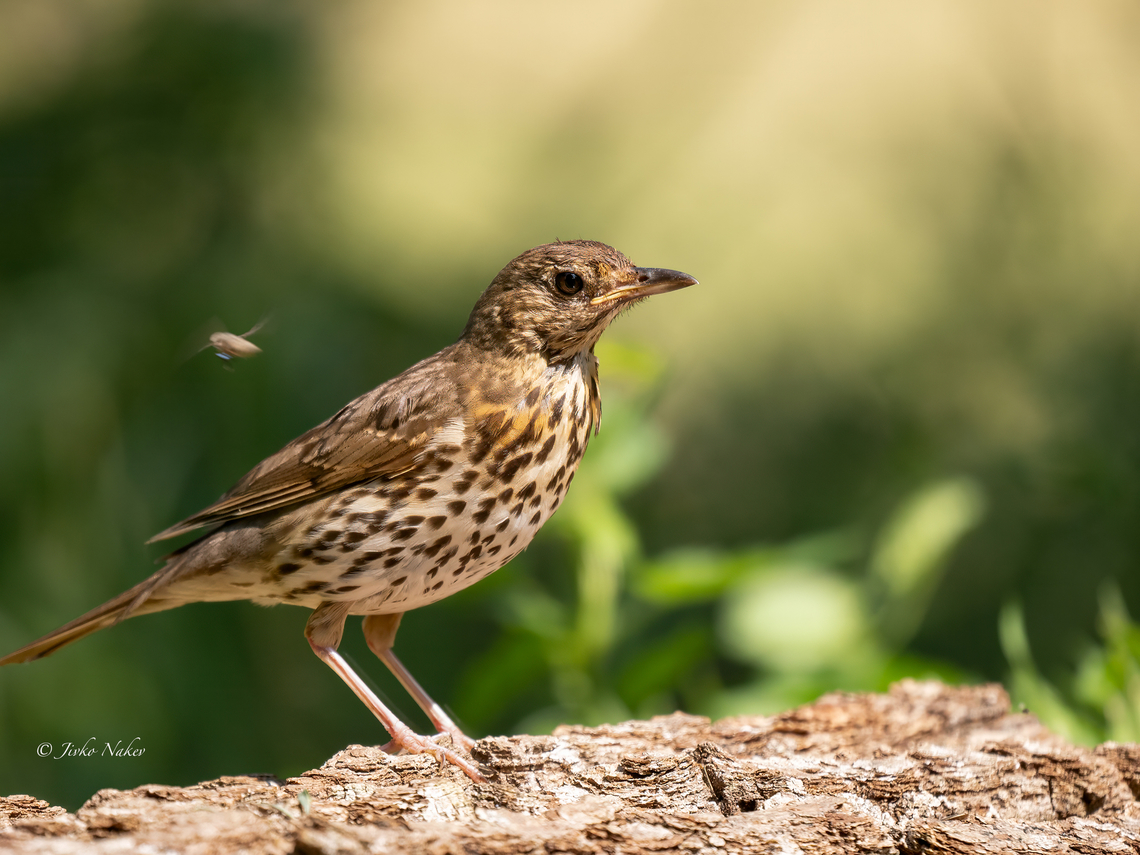 Song trush juvenile - Turdus philomelos  Animalia,Aves,Chordata,Europe,Geotagged,Lower Carniola,Passeriformes,Passerine,Slovenia,Song Thrush,Song trush,Summer,Turdidae,Turdus philomelos,Wildlife
