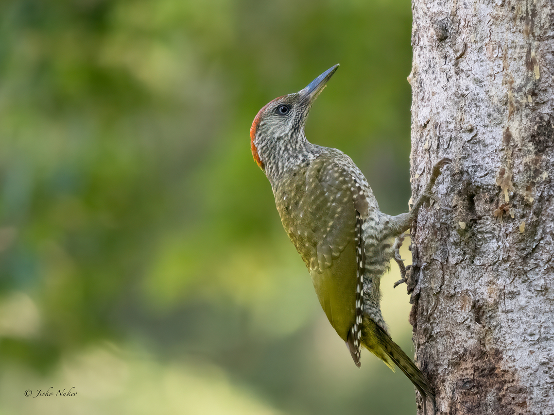 European Green Woodpecker - Picus viridis  Animalia,Aves,Chordata,Europe,European Green Woodpecker,European green woodpecker,Geotagged,Lower Carniola,Picidae,Piciformes,Picus viridis,Slovenia,Summer,Wildlife