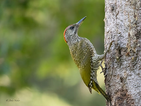 European Green Woodpecker - Picus viridis  Animalia,Aves,Chordata,Europe,European Green Woodpecker,European green woodpecker,Geotagged,Lower Carniola,Picidae,Piciformes,Picus viridis,Slovenia,Summer,Wildlife