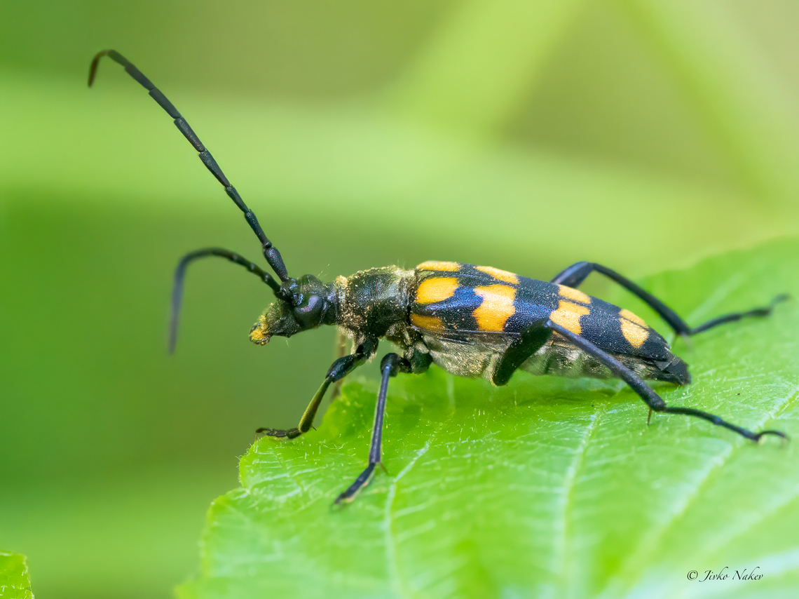 Four-banded Longhorn Beetle - Leptura quadrifasciata  Animalia,Arthropoda,Cerambycidae,Chrysomeloidea,Coleoptera,Europe,Four-banded Longhorn Beetle,Geotagged,Insecta,Leptura quadrifasciata,Longhorn beetle,Poland,Summer,Upper Silesia,Wildlife