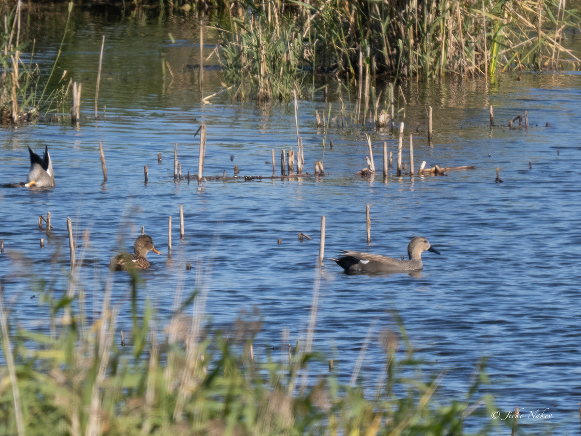 Gadwall - Mareca strepera  Anas strepera,Anatidae,Animalia,Anseriformes,Aves,Chordata,Fall,Gadwall,Geotagged,Hungary,Mareca strepera,Wildlife