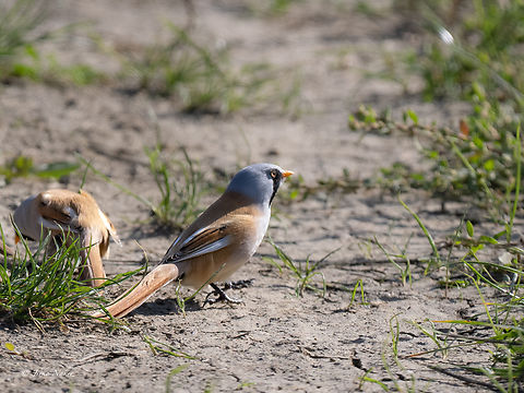 Bearded reedling - Panurus biarmicus  Animalia,Aves,Bearded reedling,Bearded tit,Chordata,Europe,Fall,Geotagged,Hortobagy National Park,Hungary,Northern Great Plain,Panuridae,Panurus biarmicus,Passeriformes,Passerine,Wildlife
