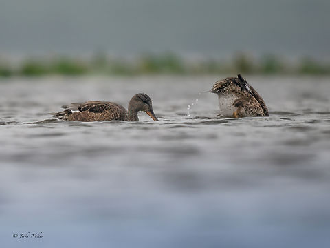 Gadwall - Mareca strepera  Anas strepera,Anatidae,Animalia,Anseriformes,Aves,Chordata,Europe,Gadwall,Geotagged,Klaipeda apskritis,Lithuania,Mareca strepera,Nemunas Delta,Summer,Wildlife