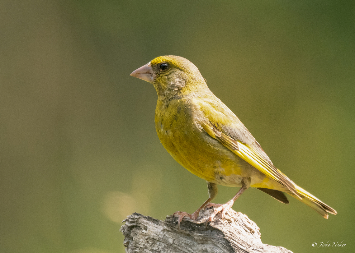 European greenfinch female - Chloris chloris  Animalia,Aves,Carduelis chloris,Chloris chloris,Chordata,Europe,European Greenfinch,European greenfinch,Finch,Fringillidae,Geotagged,Klaipeda apskritis,Lithuania,Nemunas Delta,Passeriformes,Passerine,Summer,Wildlife