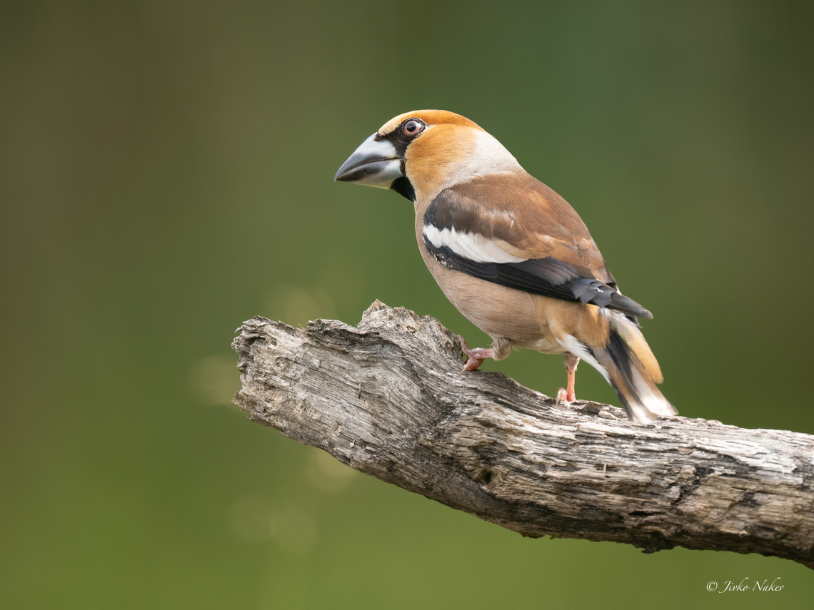 Hawfinch - Coccothraustes coccothraustes  Animalia,Aves,Chordata,Coccothraustes coccothraustes,Europe,Finch,Fringillidae,Geotagged,Hawfinch,Klaipeda apskritis,Lithuania,Nemunas Delta,Passeriformes,Passerine,Summer,Wildlife