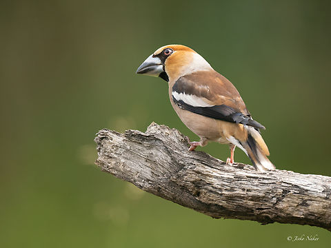 Hawfinch - Coccothraustes coccothraustes  Animalia,Aves,Chordata,Coccothraustes coccothraustes,Europe,Finch,Fringillidae,Geotagged,Hawfinch,Klaipeda apskritis,Lithuania,Nemunas Delta,Passeriformes,Passerine,Summer,Wildlife
