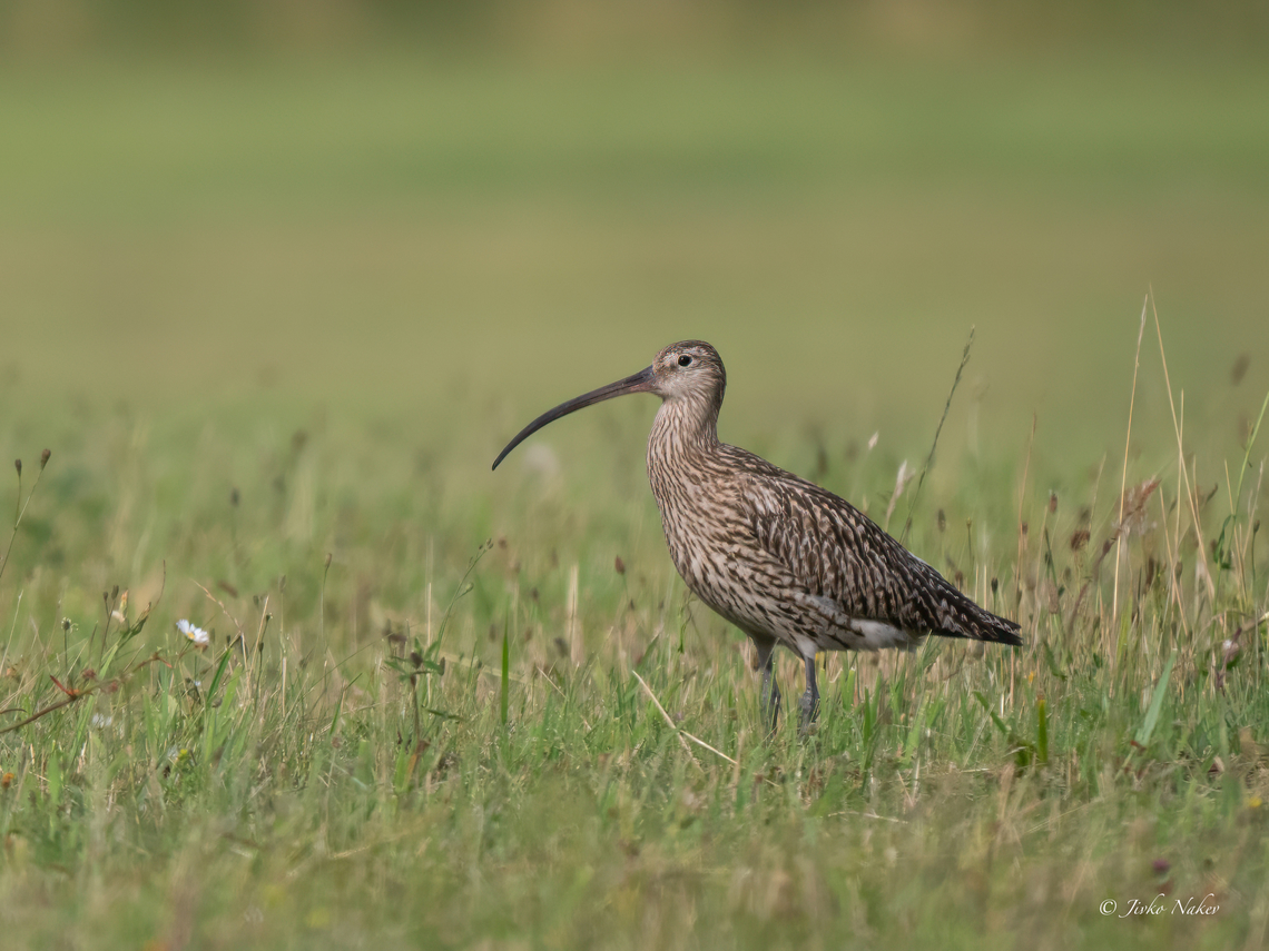 Eurasian curlew - Numenius arquata  Animalia,Aves,Charadriiformes,Chordata,Eurasian Curlew,Eurasian curlew,Europe,Geotagged,Klaipeda apskritis,Lithuania,Nemunas Delta,Numenius arquata,Scolopacidae,Shorebird,Summer,Wader,Wildlife