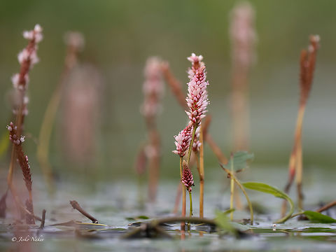 Longroot smartweed - Persicaria amphibia  Caryophyllales,Eudicot,Europe,Flowering Plant,Geotagged,Klaipeda apskritis,Lithuania,Longroot smartweed,Magnoliophyta,Nemunas Delta,Persicaria amphibia,Plantae,Polygonaceae,Summer,Water smartweed,Wildlife
