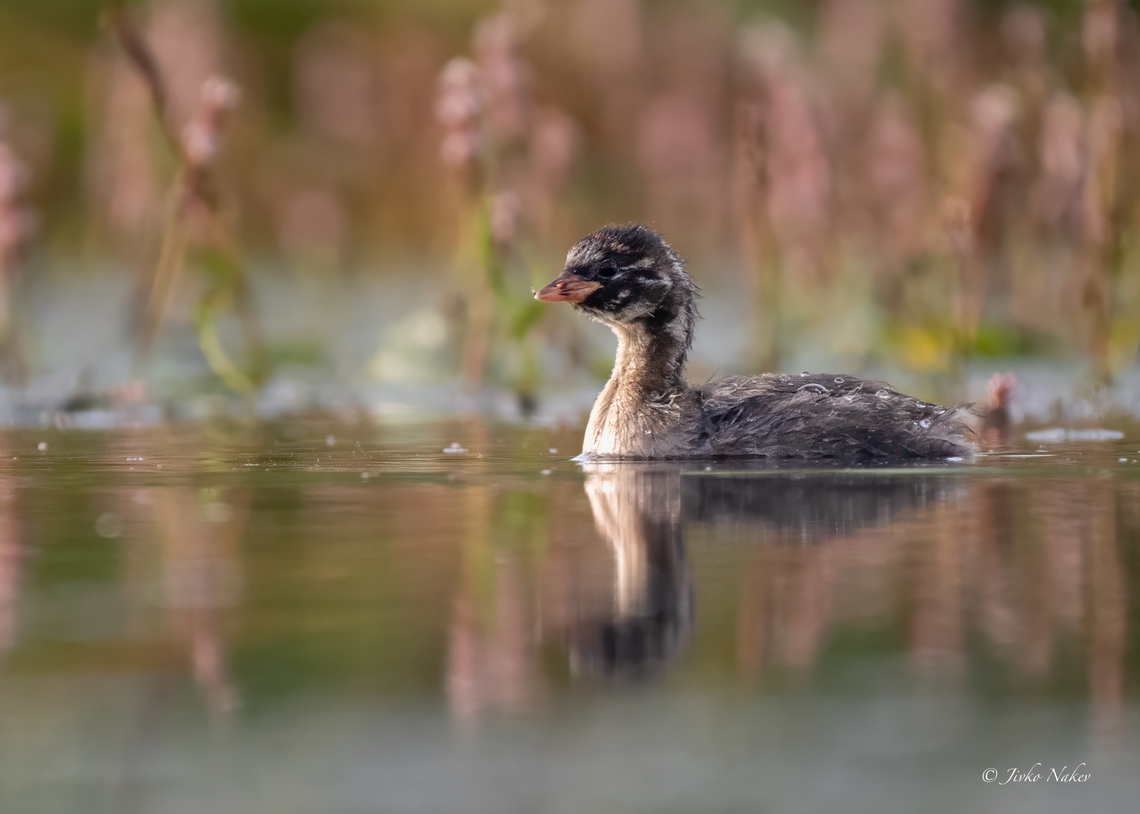 Little grebe juvenile - Tachybaptus ruficollis  Animalia,Aves,Chordata,Europe,Geotagged,Klaipeda apskritis,Lithuania,Little Grebe,Little grebe,Nemunas Delta,Podicipedidae,Podicipediformes,Summer,Tachybaptus ruficollis,Wildlife