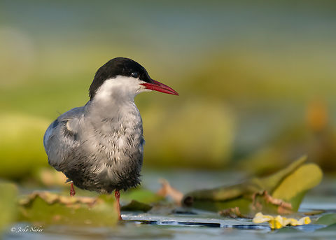 Whiskered tern - Chlidonias hybrida  Animalia,Aves,Charadriiformes,Chlidonias hybrida,Chordata,Europe,Geotagged,Klaipeda apskritis,Laridae,Lithuania,Nemunas Delta,Summer,Whiskered tern,Wildlife