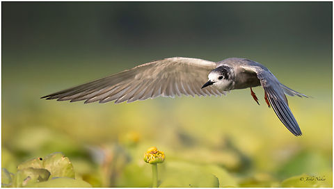 Juvenile black tern - Chlidonias niger  Animalia,Aves,Black tern,Charadriiformes,Chlidonias niger,Chordata,Europe,Geotagged,Klaipeda apskritis,Laridae,Lithuania,Nemunas Delta,Summer,Wildlife