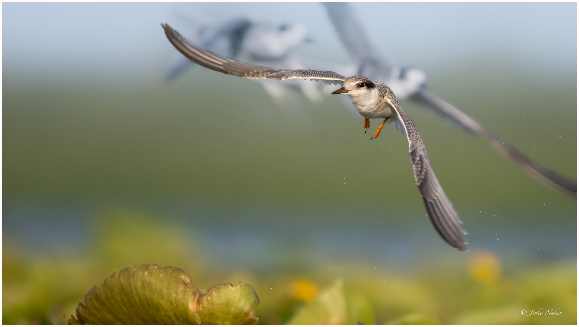 Juvenile Little tern - Sternula albifrons  Animalia,Aves,Charadriiformes,Chordata,Europe,Geotagged,Klaipeda apskritis,Laridae,Lithuania,Little Tern,Little tern,Nemunas Delta,Sternula albifrons,Summer,Wildlife