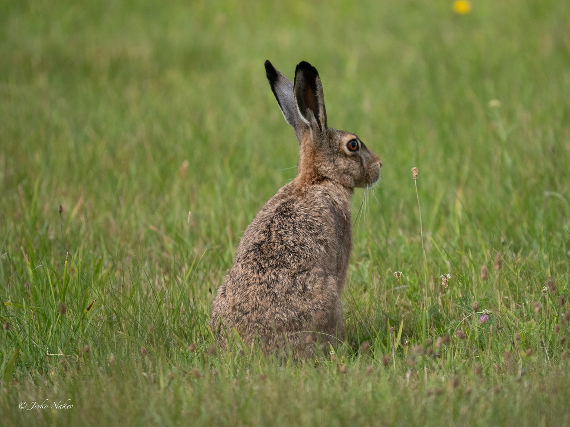 European hare - Lepus europaeus  Animalia,Chordata,European hare,Geotagged,Lagomorpha,Leporidae,Lepus europaeus,Lithuania,Mammalia,Nemunas delta,Summer,Wildlife