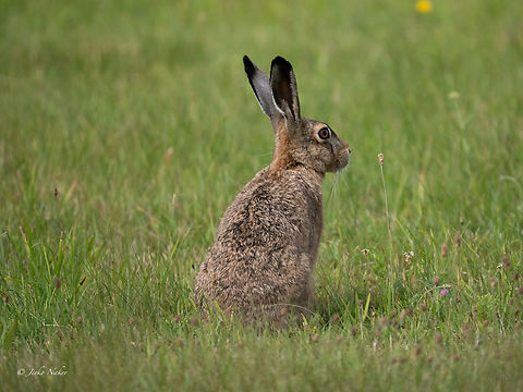 European hare - Lepus europaeus  Animalia,Chordata,European hare,Geotagged,Lagomorpha,Leporidae,Lepus europaeus,Lithuania,Mammalia,Nemunas delta,Summer,Wildlife