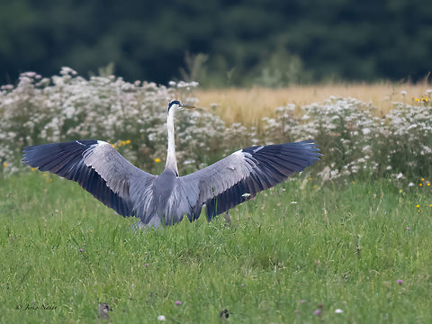 Grey heron - Ardea cinerea  Animalia,Ardea cinerea,Ardeidae,Aves,Chordata,Europe,Geotagged,Gray heron,Grey heron,Klaipeda apskritis,Lithuania,Nemunas Delta,Pelecaniformes,Summer,Wildlife
