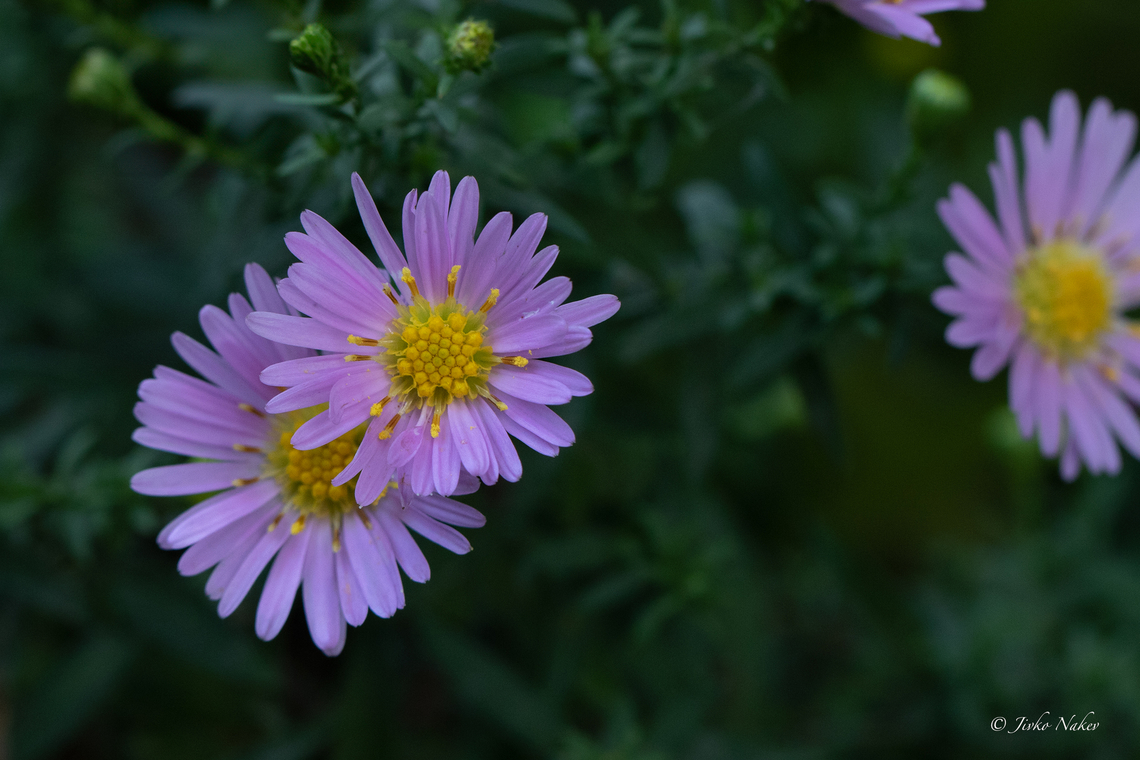 Aster amellus - European Michaelmas daisy  Aster amellus,Asteraceae,Asterales,Croatia,Eudicot,Europe,European Michaelmas daisy,Flowering Plant,Geotagged,Magnoliophyta,Plantae,Summer,Wildlife