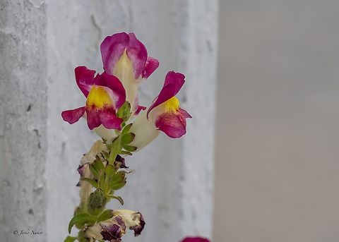 Common snapdragon - Antirrhinum majus  Antirrhinum majus,Central Macedonia,Common snapdragon,Eudicot,Europe,Flowering Plant,Geotagged,Greece,Lamiales,Magnoliophyta,Nea Vrasna,Plantae,Plantaginaceae,Summer,Wildlife