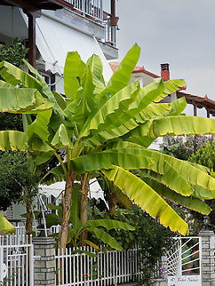 Musa basjoo - Japanese fibre banana https://www.jungledragon.com/image/155823/musa_basjoo_-_japanese_fibre_banana.html Central Macedonia,Europe,Flowering Plant,Geotagged,Greece,Japanese fibre banana,Magnoliophyta,Monocot,Musa basjoo,Musaceae,Nea Vrasna,Plantae,Summer,Wildlife,Zingiberales