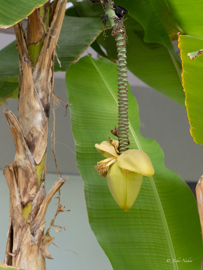 Musa basjoo - Japanese fibre banana <figure class="photo"><a href="https://www.jungledragon.com/image/155822/musa_basjoo_-_japanese_fibre_banana.html" title="Musa basjoo - Japanese fibre banana"><img src="https://s3.amazonaws.com/media.jungledragon.com/images/1332/155822_thumb.jpg?AWSAccessKeyId=05GMT0V3GWVNE7GGM1R2&Expires=1763596810&Signature=morUU1whherPaStw25E95nLRnc8%3D" width="114" height="152" alt="Musa basjoo - Japanese fibre banana https://www.jungledragon.com/image/155823/musa_basjoo_-_japanese_fibre_banana.html Central Macedonia,Europe,Flowering Plant,Geotagged,Greece,Japanese fibre banana,Magnoliophyta,Monocot,Musa basjoo,Musaceae,Nea Vrasna,Plantae,Summer,Wildlife,Zingiberales" /></a></figure> Central Macedonia,Europe,Flowering Plant,Geotagged,Greece,Japanese fibre banana,Magnoliophyta,Monocot,Musa basjoo,Musaceae,Nea Vrasna,Plantae,Summer,Wildlife,Zingiberales
