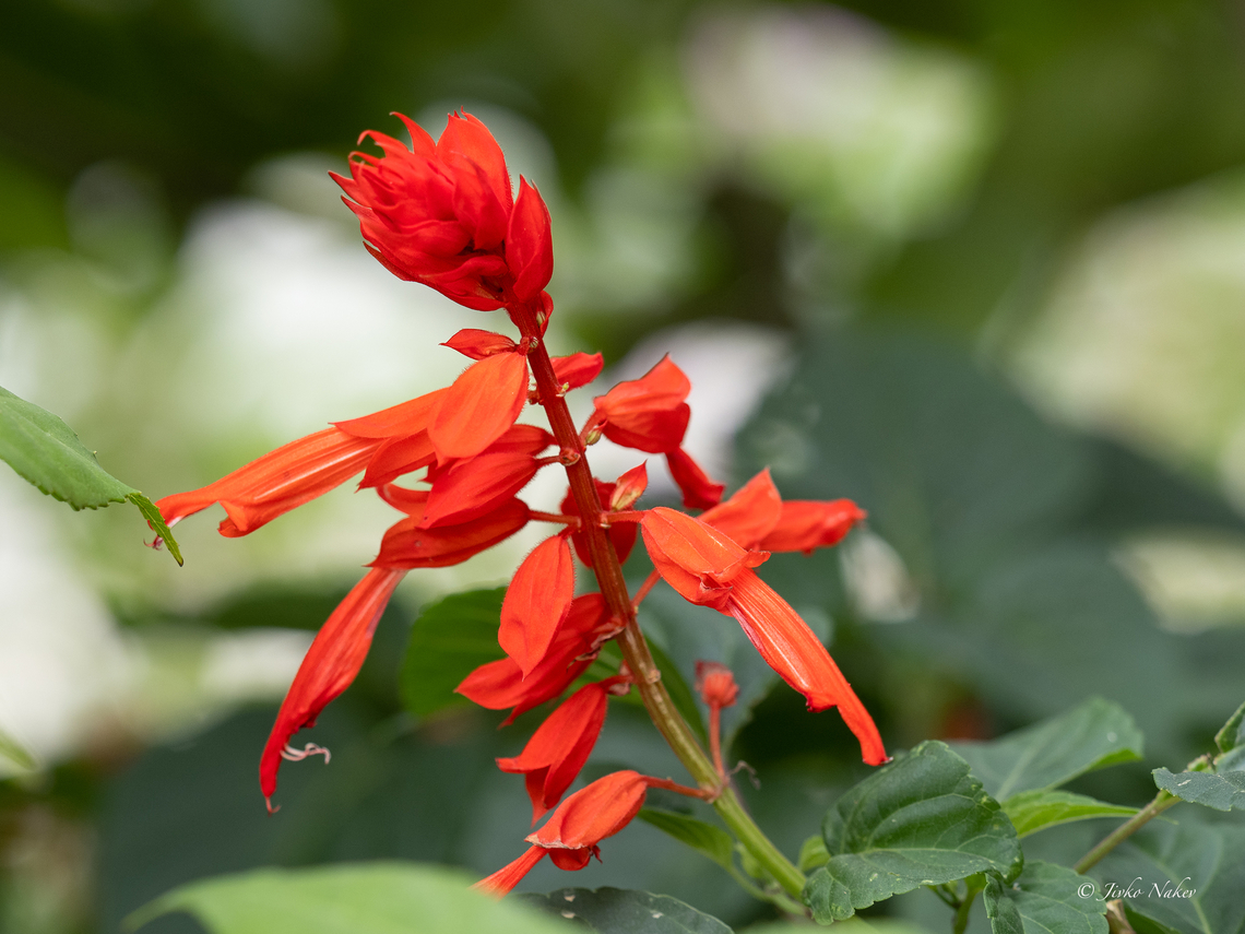 Scarlet sage - Salvia splendens <figure class="photo"><a href="https://www.jungledragon.com/image/155825/scarlet_sage_-_salvia_splendens.html" title="Scarlet sage - Salvia splendens"><img src="https://s3.amazonaws.com/media.jungledragon.com/images/1332/155825_thumb.jpg?AWSAccessKeyId=05GMT0V3GWVNE7GGM1R2&Expires=1769040010&Signature=AtRLFt5AiP4ZcvfXJTFn4kdq4Xc%3D" width="200" height="150" alt="Scarlet sage - Salvia splendens https://www.jungledragon.com/image/155824/scarlet_sage_-_salvia_splendens.html Central Macedonia,Eudicot,Europe,Flowering Plant,Geotagged,Greece,Lamiaceae,Lamiales,Magnoliophyta,Nea Vrasna,Plantae,Salvia splendens,Scarlet sage,Summer,Wildlife" /></a></figure> Central Macedonia,Eudicot,Europe,Flowering Plant,Geotagged,Greece,Lamiaceae,Lamiales,Magnoliophyta,Nea Vrasna,Plantae,Salvia splendens,Scarlet sage,Summer,Wildlife