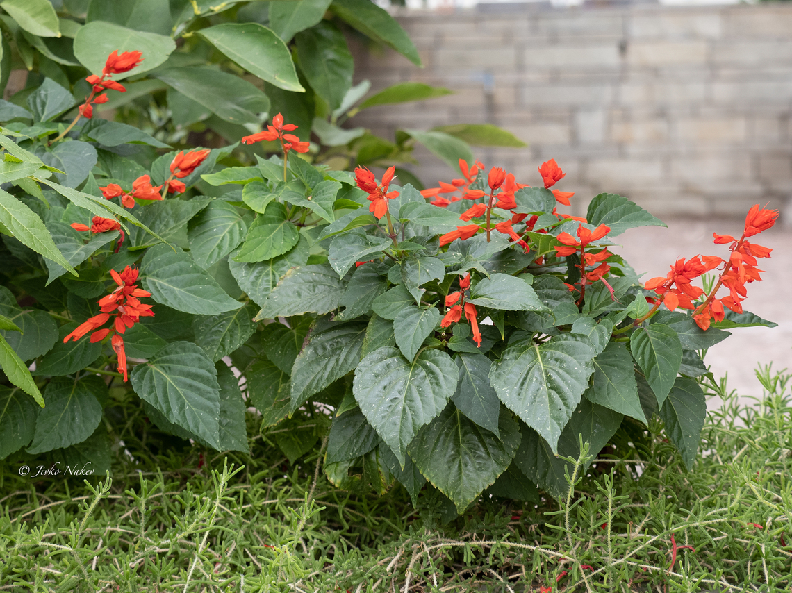 Scarlet sage - Salvia splendens <figure class="photo"><a href="https://www.jungledragon.com/image/155824/scarlet_sage_-_salvia_splendens.html" title="Scarlet sage - Salvia splendens"><img src="https://s3.amazonaws.com/media.jungledragon.com/images/1332/155824_thumb.jpg?AWSAccessKeyId=05GMT0V3GWVNE7GGM1R2&Expires=1769040010&Signature=lCHvZwkSXWXh8yHtMaMgo%2FCvDh0%3D" width="200" height="150" alt="Scarlet sage - Salvia splendens https://www.jungledragon.com/image/155825/scarlet_sage_-_salvia_splendens.html Central Macedonia,Eudicot,Europe,Flowering Plant,Geotagged,Greece,Lamiaceae,Lamiales,Magnoliophyta,Nea Vrasna,Plantae,Salvia splendens,Scarlet sage,Summer,Wildlife" /></a></figure> Central Macedonia,Eudicot,Europe,Flowering Plant,Geotagged,Greece,Lamiaceae,Lamiales,Magnoliophyta,Nea Vrasna,Plantae,Salvia splendens,Scarlet sage,Summer,Wildlife
