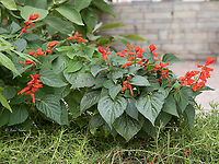 Scarlet sage - Salvia splendens https://www.jungledragon.com/image/155824/scarlet_sage_-_salvia_splendens.html Central Macedonia,Eudicot,Europe,Flowering Plant,Geotagged,Greece,Lamiaceae,Lamiales,Magnoliophyta,Nea Vrasna,Plantae,Salvia splendens,Scarlet sage,Summer,Wildlife