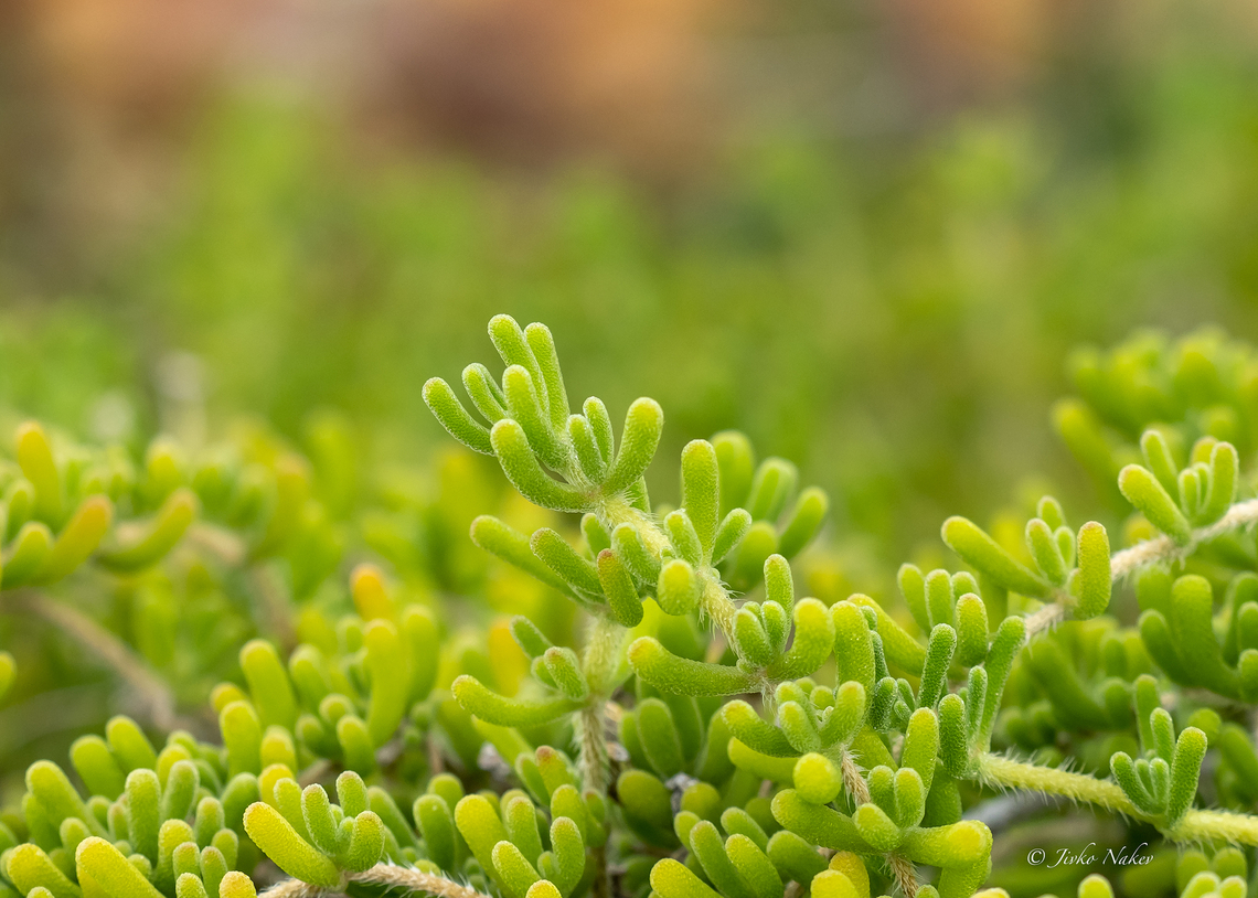 Slenderleaf iceplant - Mesembryanthemum nodiflorum <figure class="photo"><a href="https://www.jungledragon.com/image/155886/slenderleaf_iceplant_-_mesembryanthemum_nodiflorum.html" title="Slenderleaf iceplant - Mesembryanthemum nodiflorum"><img src="https://s3.amazonaws.com/media.jungledragon.com/images/1332/155886_thumb.jpg?AWSAccessKeyId=05GMT0V3GWVNE7GGM1R2&Expires=1759968010&Signature=iJ9LD8W9yeGj8Cb5qUKyhBktnxI%3D" width="200" height="144" alt="Slenderleaf iceplant - Mesembryanthemum nodiflorum https://www.jungledragon.com/image/155885/slenderleaf_iceplant_-_mesembryanthemum_nodiflorum.html Aizoaceae,Caryophyllales,Central Macedonia,Eudicot,Europe,Flowering Plant,Geotagged,Greece,Magnoliophyta,Mesembryanthemum nodiflorum,Nea Vrasna,Plantae,Slenderleaf iceplant,Summer,Wildlife" /></a></figure> Aizoaceae,Caryophyllales,Central Macedonia,Eudicot,Europe,Flowering Plant,Geotagged,Greece,Magnoliophyta,Mesembryanthemum nodiflorum,Nea Vrasna,Plantae,Slenderleaf iceplant,Summer,Wildlife