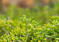 Slenderleaf iceplant - Mesembryanthemum nodiflorum https://www.jungledragon.com/image/155886/slenderleaf_iceplant_-_mesembryanthemum_nodiflorum.html Aizoaceae,Caryophyllales,Central Macedonia,Eudicot,Europe,Flowering Plant,Geotagged,Greece,Magnoliophyta,Mesembryanthemum nodiflorum,Nea Vrasna,Plantae,Slenderleaf iceplant,Summer,Wildlife