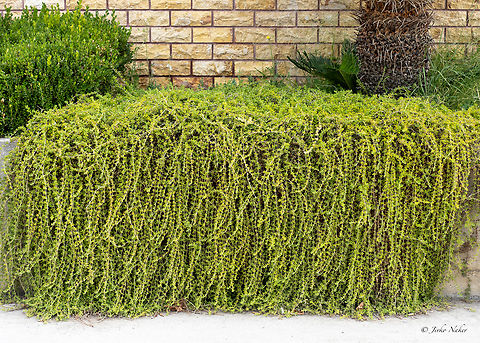 Slenderleaf iceplant - Mesembryanthemum nodiflorum https://www.jungledragon.com/image/155885/slenderleaf_iceplant_-_mesembryanthemum_nodiflorum.html Aizoaceae,Caryophyllales,Central Macedonia,Eudicot,Europe,Flowering Plant,Geotagged,Greece,Magnoliophyta,Mesembryanthemum nodiflorum,Nea Vrasna,Plantae,Slenderleaf iceplant,Summer,Wildlife