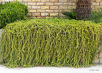 Slenderleaf iceplant - Mesembryanthemum nodiflorum https://www.jungledragon.com/image/155885/slenderleaf_iceplant_-_mesembryanthemum_nodiflorum.html Aizoaceae,Caryophyllales,Central Macedonia,Eudicot,Europe,Flowering Plant,Geotagged,Greece,Magnoliophyta,Mesembryanthemum nodiflorum,Nea Vrasna,Plantae,Slenderleaf iceplant,Summer,Wildlife