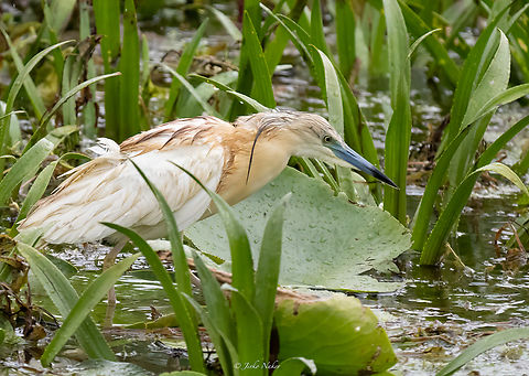 Squacci Heron - Ardeola ralloides  Animalia,Ardeidae,Ardeola ralloides,Aves,Chordata,Danube delta biosphere reserve,Europe,Geotagged,Pelecaniformes,Romania,Spring,Squacco Heron,Squacco heron,Wildlife