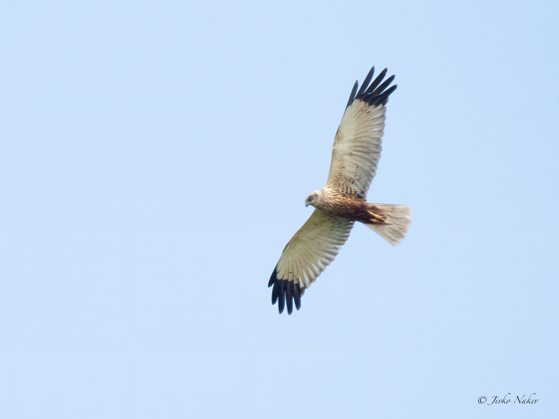 Western marsh harrier male - Circus aeruginosus <figure class="photo"><a href="https://www.jungledragon.com/image/149694/western_marsh_harrier_female_-_circus_aeruginosus.html" title="Western marsh harrier female - Circus aeruginosus"><img src="https://s3.amazonaws.com/media.jungledragon.com/images/1332/149694_thumb.jpg?AWSAccessKeyId=05GMT0V3GWVNE7GGM1R2&Expires=1767225610&Signature=hWGwtO2vtKSGWbSLv8T479M1p0o%3D" width="200" height="150" alt="Western marsh harrier female - Circus aeruginosus https://www.jungledragon.com/image/156050/western_marsh_harrier_male_-_circus_aeruginosus.html Accipitridae,Accipitriformes,Animal,Animalia,Aves,Bird,Bird of prey,Chordata,Circus aeruginosus,Danube delta biosphere reserve,Europe,Geotagged,Romania,Spring,Western marsh harrier,Wildlife" /></a></figure> Accipitridae,Accipitriformes,Animalia,Aves,Bird of prey,Chordata,Circus aeruginosus,Danube delta biosphere reserve,Europe,Geotagged,Romania,Spring,Western marsh harrier,Wildlife