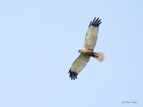 Western marsh harrier male - Circus aeruginosus https://www.jungledragon.com/image/149694/western_marsh_harrier_female_-_circus_aeruginosus.html Accipitridae,Accipitriformes,Animalia,Aves,Bird of prey,Chordata,Circus aeruginosus,Danube delta biosphere reserve,Europe,Geotagged,Romania,Spring,Western marsh harrier,Wildlife