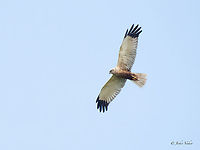 Western marsh harrier male - Circus aeruginosus https://www.jungledragon.com/image/149694/western_marsh_harrier_female_-_circus_aeruginosus.html Accipitridae,Accipitriformes,Animalia,Aves,Bird of prey,Chordata,Circus aeruginosus,Danube delta biosphere reserve,Europe,Geotagged,Romania,Spring,Western marsh harrier,Wildlife