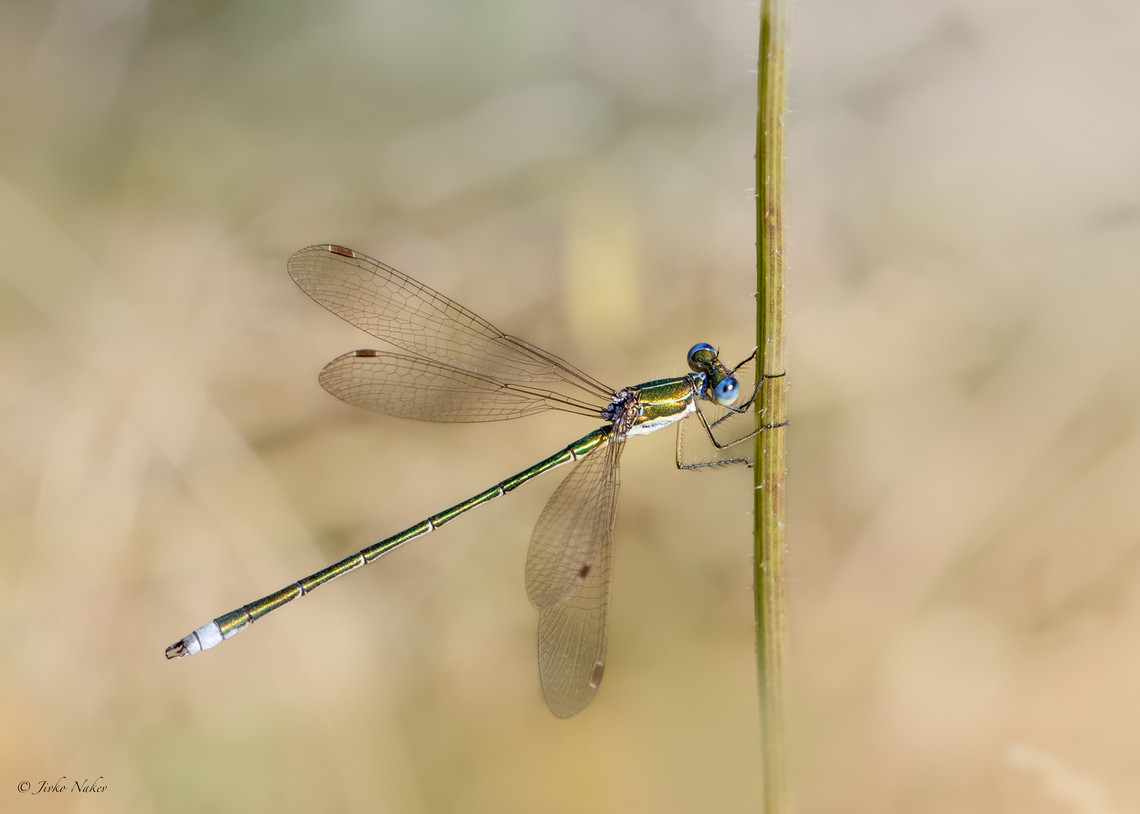 Robust spreadwing - Lestes dryas  Animalia,Arthropoda,Bulgaria,Damselfly,Emerald spreadwing,Europe,Geotagged,Insecta,Lestes dryas,Lestidae,Odonata,Ognyanovo dam,Robust spreadwing,Sofia,Spreadwing,Summer,Wildlife