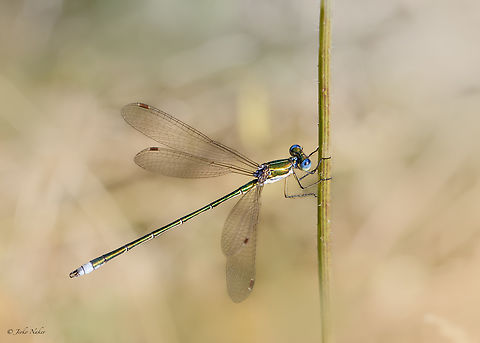 Robust spreadwing - Lestes dryas  Animalia,Arthropoda,Bulgaria,Damselfly,Emerald spreadwing,Europe,Geotagged,Insecta,Lestes dryas,Lestidae,Odonata,Ognyanovo dam,Robust spreadwing,Sofia,Spreadwing,Summer,Wildlife