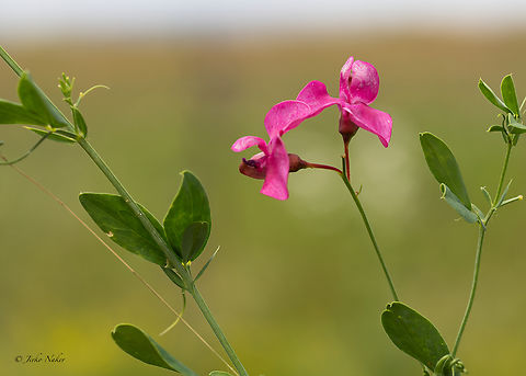 Tuberous vetchling - Lathyrus tuberosus  Bulgaria,Eudicot,Europe,Fabaceae,Fabales,Flowering Plant,Geotagged,Lathyrus tuberosus,Magnoliophyta,Plantae,Summer,Tuberous pea,Tuberous vetchling,Wildlife