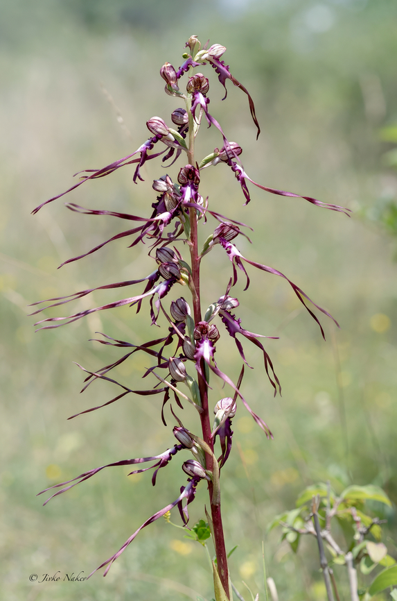 Lizard orchid - Himantoglossum jankae  Asparagales,Bulgaria,Europe,Flowering Plant,Geotagged,Himantoglossum jankae,Lizard orchid,Magnoliophyta,Monocot,Orchidaceae,Plantae,Summer,Wildlife