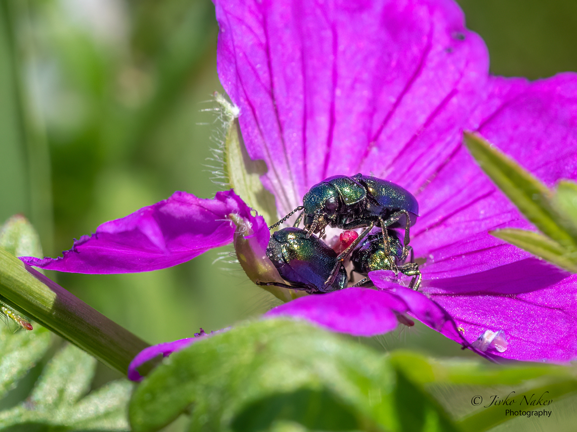 Smaragdina hypocrita  Animalia,Arthropoda,Bulgaria,Chrysomelidae,Chrysomeloidea,Coleoptera,Dendrarium Botanical Garden,Europe,Geotagged,Insecta,Leaf beetle,Smaragdina hypocrita,Spring,Vitosha Mountain Nature Park,Wildlife