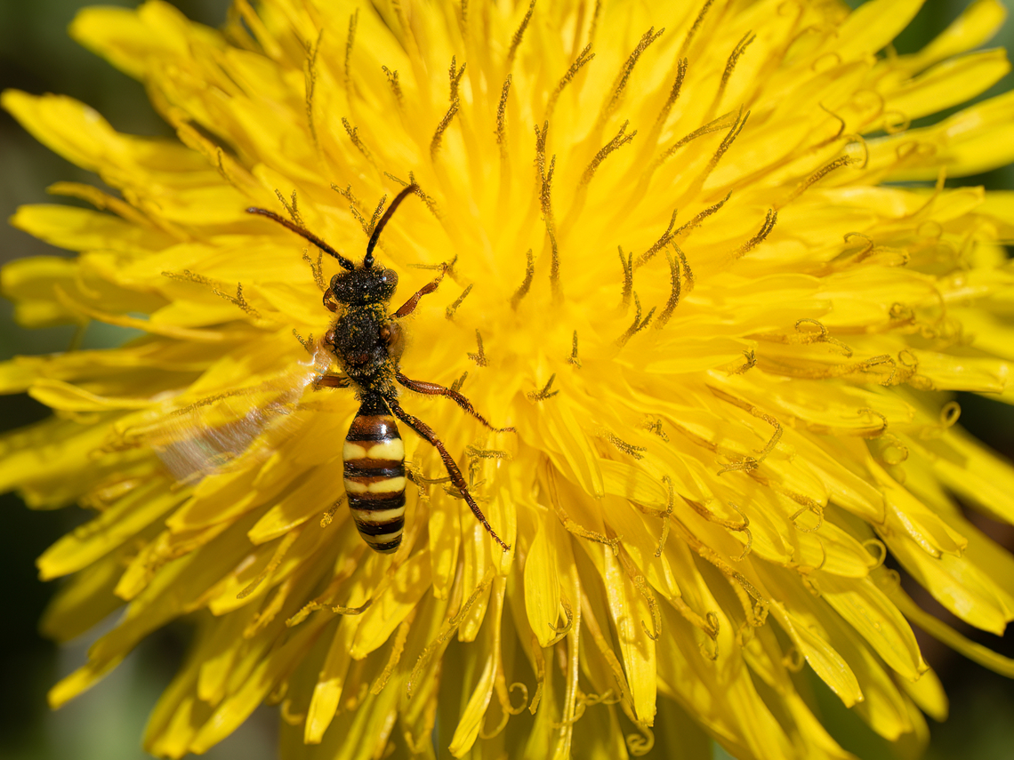 Panzer's Nomad Bee - Nomada panzeri The species identification is a bit tentative. There are several quite similar species, but the specialists I consulted tend towards this species.  Animalia,Apidae,Apoidea,Arthropoda,Bulgaria,Europe,Geotagged,Hymenoptera,Insecta,Nomada panzeri,Sofia,South park,Spring,Wildlife