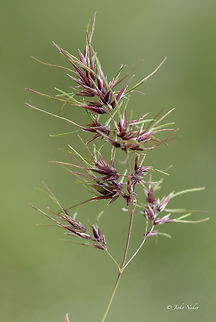 Bulbous bluegras - Poa bulbosa  Bulbous bluegras,Bulbous bluegrass,Bulgaria,Flowering Plant,Geotagged,Magnoliophyta,Monocot,Plantae,Poa bulbosa,Poaceae,Poales,Spring,Wildlife